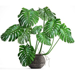 Monstera Deliciosa