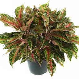 aglaonema