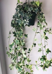 english ivy