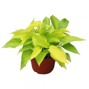 neon pothos