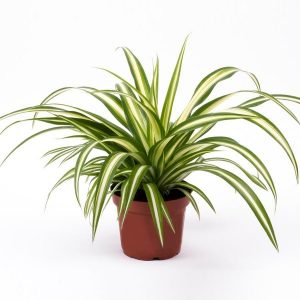 spider plant