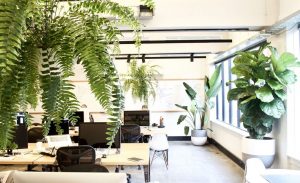Plants at workplaces