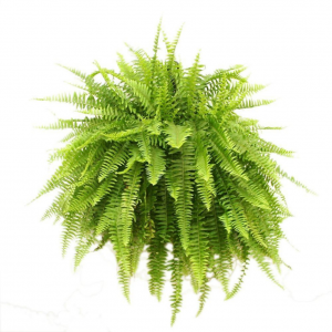 boston fern