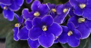 african-violets,grow-orchids-at-home,bathroom-plants,pothos,how-to-grow-pothos,buy-indoor-plants-in-uae,buy-indoor-plants-in-dubai,buy-chocolates-in-dubai,gifts-for-special-occasions,Oxalis-Triangularis,buy-plants-online-in-dubai,grow-rubber-plant-indoors,how-to-rubber-plant,types-of-rubber-plant,Small-indoor-plant,low-maintenance-indoor-plants,buy-indoor-plants,growing-rubber-plant-indoor,plants-for-hot-climate-of-UAE,Indoor-plants,indoor-gardening,buy-indoor-plants-offers,where-to-buy-indoor-plants-in-dubai,how-to-grow-a-terrarium,how -to-grow-snake-plant,grow-plants-indoor,how-to-grow-rubber-plants,how-to-grow-peace-lily,growing-croton,different-types-of-indoor-plants,what-is-miyawaki-forest,easy-to-care-indoor-plants,Philodendron-xanadu-how-to-care,varieties-of-croton-plants,growing-turtle-vine,how-to-care-for-rubber-plants,bromelaid-how-to-care
