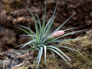 air-plant,how-to-grow-air-plant,types-of-air-plants,Small-indoor-plant,low-maintenance-indoor-plants,buy-indoor-plants