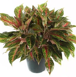 buy-indoor-plant-in-uae,buy-indoor-plant-in-dubai,mold,best-office-plant,how-to-grow-succulant,african-violets,grow-orchids-at-home,bathroom-plants,pothos,how-to-grow-pothos,buy-indoor-plants-in-uae,buy-indoor-plants-in-dubai,buy-chocolates-in-dubai,gifts-for-special-occasions,Oxalis-Triangularis,buy-plants-online-in-dubai,grow-rubber-plant-indoors,how-to-rubber-plant,types-of-rubber-plant,Small-indoor-plant,low-maintenance-indoor-plants,buy-indoor-plants,growing-rubber-plant-indoor,plants-for-hot-climate-of-UAE,Indoor-plants,indoor-gardening,buy-indoor-plants-offers,where-to-buy-indoor-plants-in-dubai,how-to-grow-a-terrarium,how -to-grow-snake-plant,grow-plants-indoor,how-to-grow-rubber-plants,how-to-grow-peace-lily,growing-croton,different-types-of-indoor-plants,what-is-miyawaki-forest,easy-to-care-indoor-plants,Philodendron-xanadu-how-to-care,varieties-of-croton-plants,growing-turtle-vine,how-to-care-for-rubber-plants,bromelaid-how-to-care,how-to-clear-mold-in-plants