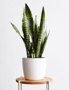 snake-plant,Small-indoor-plant,low-maintenance-indoor-plants, buy-indoor-plants