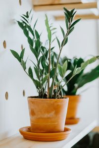 zz-plant,Small-indoor-plant,low-maintenance-indoor-plants,mold,best-office-plant,how-to-grow-succulant,african-violets,grow-orchids-at-home,bathroom-plants,pothos,how-to-grow-pothos,buy-indoor-plants-in-uae,buy-indoor-plants-in-dubai,buy-chocolates-in-dubai,gifts-for-special-occasions,Oxalis-Triangularis,buy-plants-online-in-dubai,grow-rubber-plant-indoors,how-to-rubber-plant,types-of-rubber-plant,Small-indoor-plant,low-maintenance-indoor-plants,buy-indoor-plants,growing-rubber-plant-indoor,plants-for-hot-climate-of-UAE,Indoor-plants,indoor-gardening,buy-indoor-plants-offers,where-to-buy-indoor-plants-in-dubai,how-to-grow-a-terrarium,how -to-grow-snake-plant,grow-plants-indoor,how-to-grow-rubber-plants,how-to-grow-peace-lily,growing-croton,different-types-of-indoor-plants,what-is-miyawaki-forest,easy-to-care-indoor-plants,Philodendron-xanadu-how-to-care,varieties-of-croton-plants,growing-turtle-vine,how-to-care-for-rubber-plants,bromelaid-how-to-care,how-to-clear-mold-in-plants