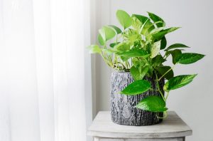 pothos,delivs-ivy,how-to-grow-pothos,types-of-pothos,money-plant-Small-indoor-plant,low-maintenance-indoor-plants,buy-indoor-plants