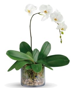 orchids,bathroom-plants,pothos,how-to-grow-pothos,buy-indoor-plants-in-uae,buy-indoor-plants-in-dubai,buy-chocolates-in-dubai,gifts-for-special-occasions,Oxalis-Triangularis,buy-plants-online-in-dubai,grow-rubber-plant-indoors,how-to-rubber-plant,types-of-rubber-plant,Small-indoor-plant,low-maintenance-indoor-plants,buy-indoor-plants,growing-rubber-plant-indoor,plants-for-hot-climate-of-UAE,Indoor-plants,indoor-gardening,buy-indoor-plants-offers,where-to-buy-indoor-plants-in-dubai,how-to-grow-a-terrarium,how -to-grow-snake-plant,grow-plants-indoor,how-to-grow-rubber-plants,how-to-grow-peace-lily,growing-croton,different-types-of-indoor-plants,what-is-miyawaki-forest,easy-to-care-indoor-plants,Philodendron-xanadu-how-to-care,varieties-of-croton-plants,growing-turtle-vine,how-to-care-for-rubber-plants,bromelaid-how-to-care
