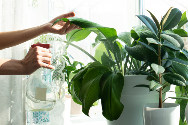 When To Water Your Houseplants?