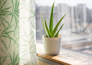 aloe-vera,how-to-aloe-vera-plant,types-of-aloe-vera-plants,Small-indoor-plant,low-maintenance-indoor-plants,buy-indoor-plants