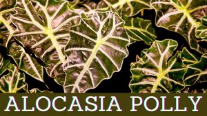 alocasia polly