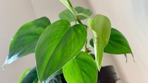 philadendron-in-bedroom,grow-philadendron-indoors,how-to-philadendron,types-of-philadendron,Small-indoor-plant,low-maintenance-indoor-plants,buy-indoor-plants,growing-philadendron-indoor,philadendron-in-bedroom