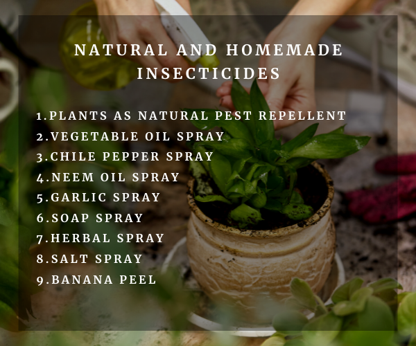 Natural-and-homemade-insecticides,plants-for-hot-climate-of-UAE,Indoor-plants,indoor-gardening,buy-indoor-plants-offers,where-to-buy-indoor-plants-in-dubai