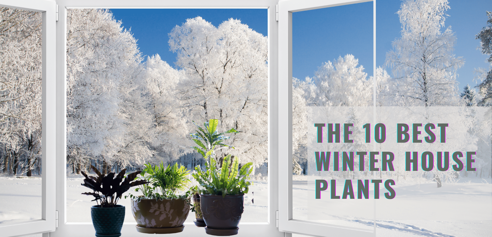 The-10-Best-Winter-House-Plants,Indoor-plants,indoor-gardening,buy-indoor-plants-offers,where-to-buy-indoor-plants-in-dubai