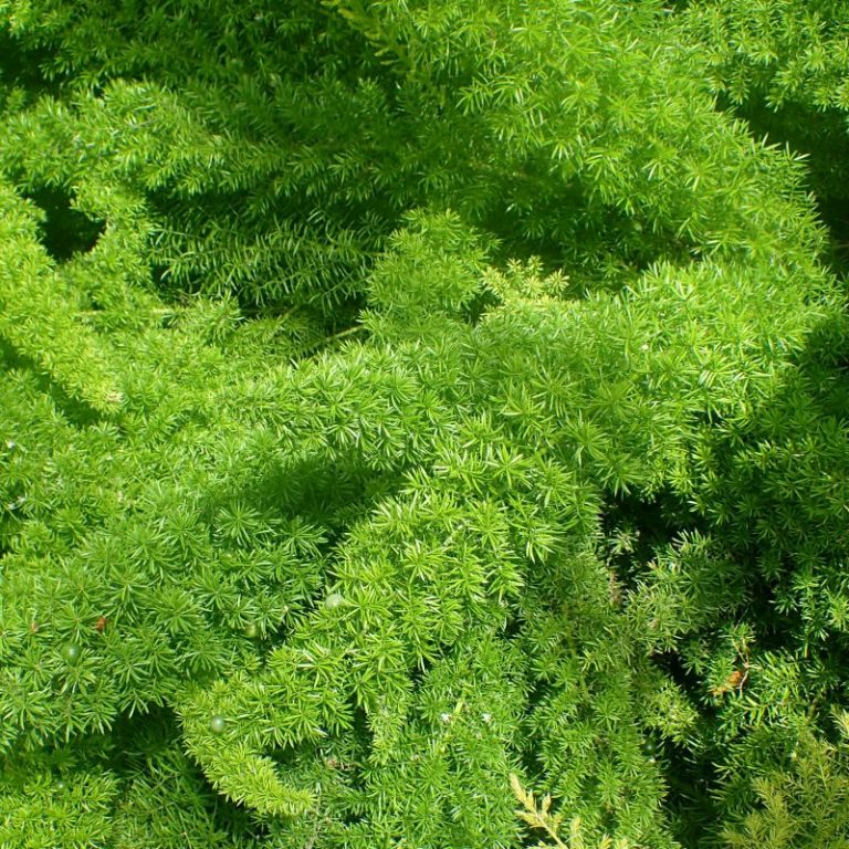 care-for-foxtail-asparagus-fern,Indoor-plants,indoor-gardening,buy-indoor-plants-offers,where-to-buy-indoor-plants-in-dubai