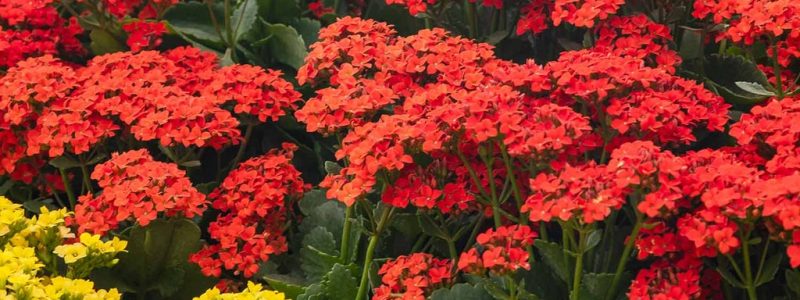 caring-for-Kalanchoe-plant,Indoor-plants,indoor-gardening,buy-indoor-plants-offers,where-to-buy-indoor-plants-in-dubai