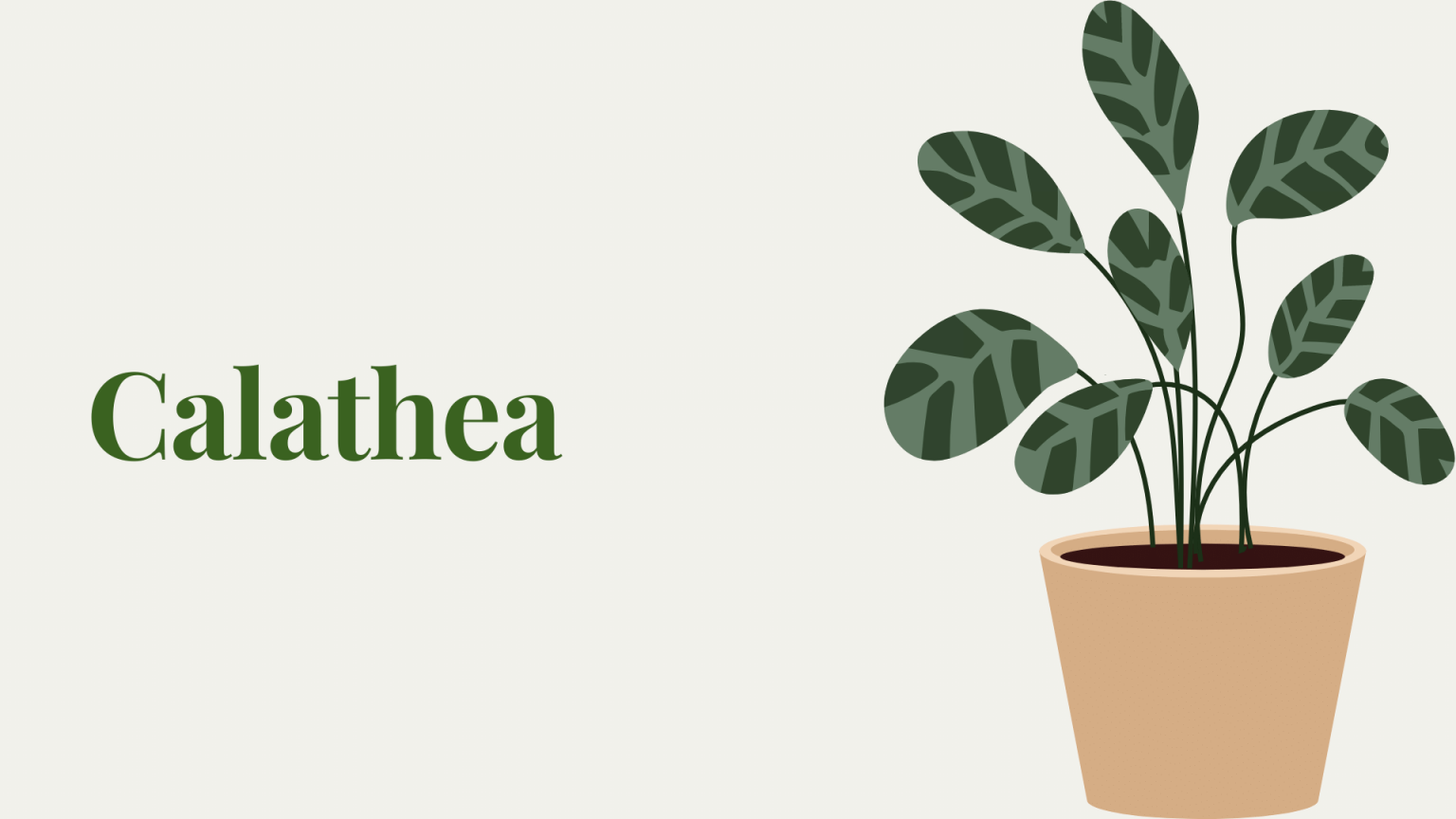calathea,Indoor-plants,indoor-gardening,buy-indoor-plants-offers,where-to-buy-indoor-plants-in-dubai