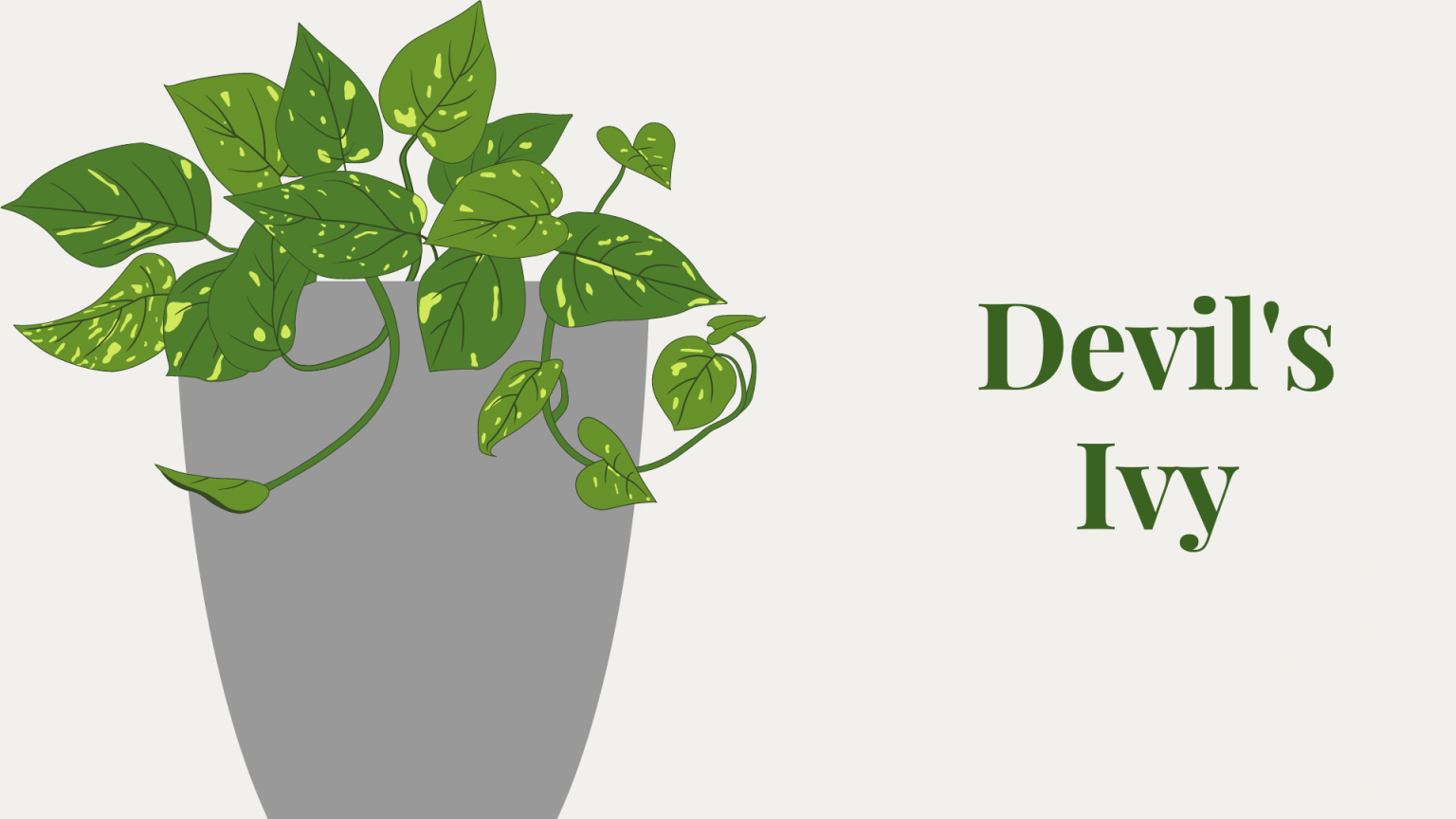 Devil's-Ivy,Indoor-plants,indoor-gardening,buy-indoor-plants-offers,where-to-buy-indoor-plants-in-dubai