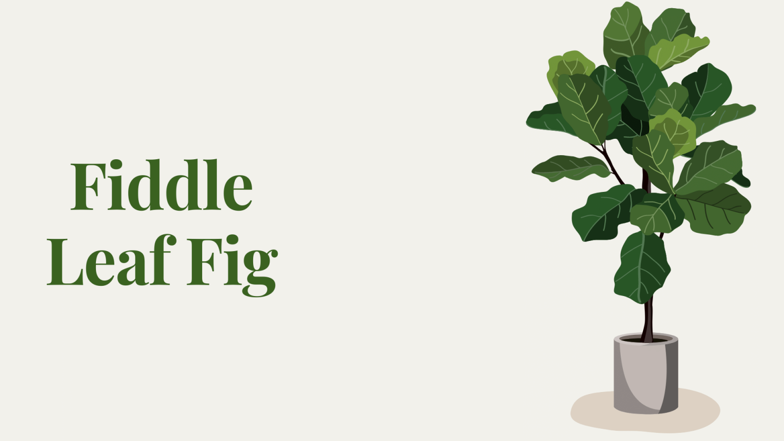 Fiddle-Leaf-Fig,Indoor-plants,indoor-gardening,buy-indoor-plants-offers,where-to-buy-indoor-plants-in-dubai