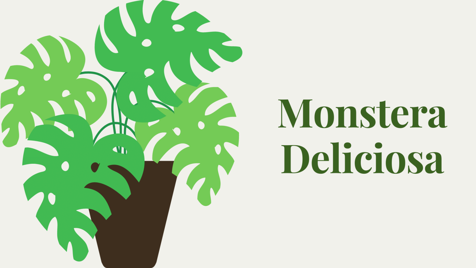 monstera-deliciosa,Indoor-plants,indoor-gardening,buy-indoor-plants-offers,where-to-buy-indoor-plants-in-dubai