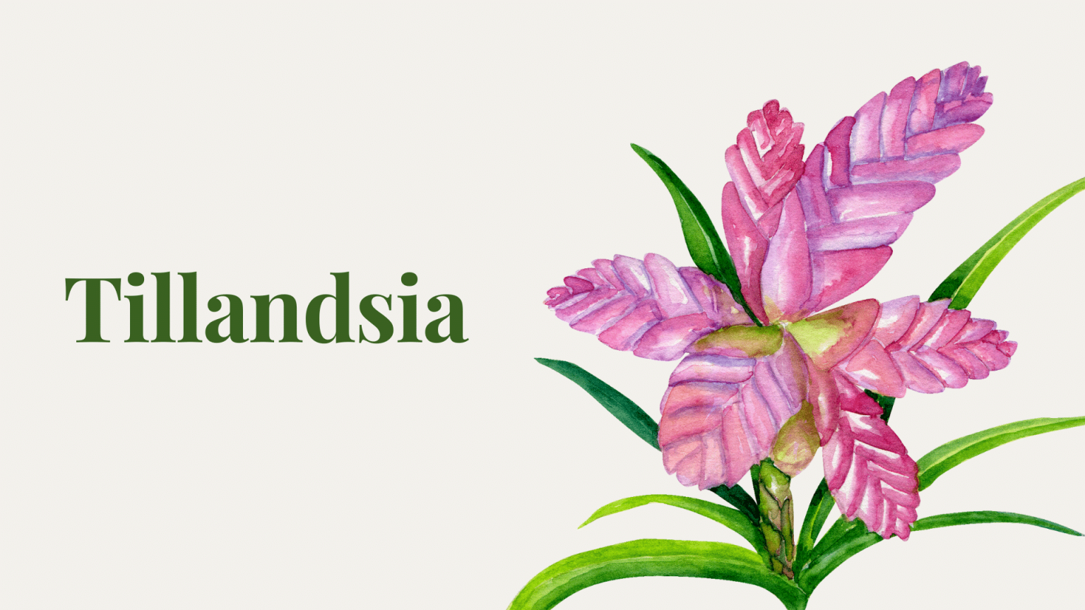 tillandsia,Indoor-plants,indoor-gardening,buy-indoor-plants-offers,where-to-buy-indoor-plants-in-dubai