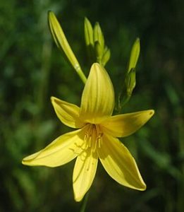 hemerocallis_lilioasphodelus,Daylily-flowers,edible-flowers