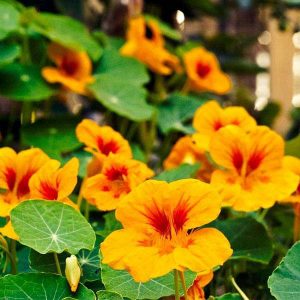 nasturtium,nasturtium-seeds,edible-flowers,can-i-eat-nasturtium-flowers