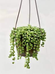 string-of-pearls,Small-indoor-plant,low-maintenance-indoor-plants,buy-indoor-plants