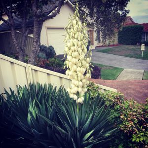 yucca,how-to-grow-yucca,types-of-yucca-plants,Small-indoor-plant,low-maintenance-indoor-plants,buy-indoor-plants