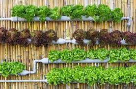 Growing-plants-without-soil,what-is-hydroponics,how-to-grow-plants-without-soil,can-we-grow-all-plants-in-water