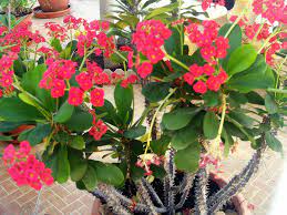 Crown-of-Thorns,Euphorbia-milii,how-to-grow-Crown-of-Thorns,Euphorbia-milii