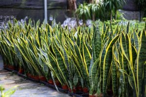 Mother-in-Laws-Tongue-Sansevieria-trifasciata,Snake-plant,plants-for-dry-climate